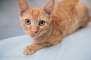Your generosity helps SCHS find homes for abandoned cats such as Pretzel.